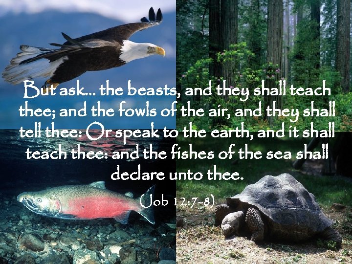 But ask… the beasts, and they shall teach thee; and the fowls of the