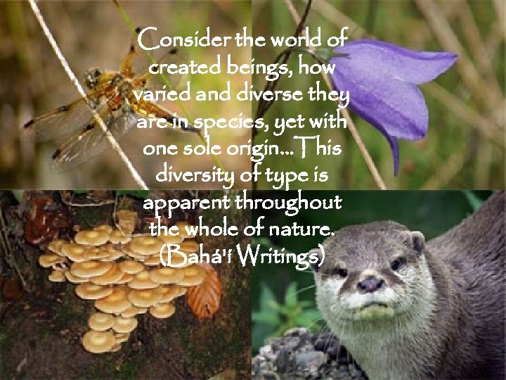 Consider the world of created beings, how varied and diverse they are in species,