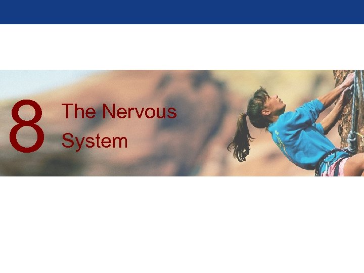 8 The Nervous System 