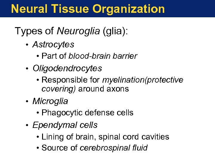 Neural Tissue Organization Types of Neuroglia (glia): • Astrocytes • Part of blood-brain barrier