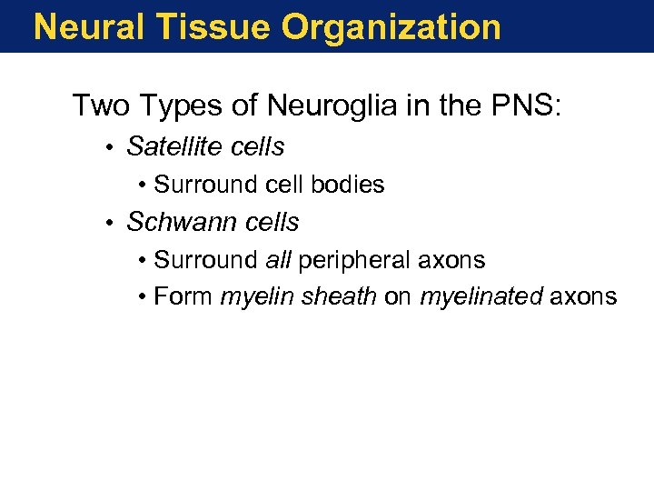 Neural Tissue Organization Two Types of Neuroglia in the PNS: • Satellite cells •
