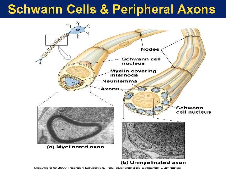 Schwann Cells & Peripheral Axons 
