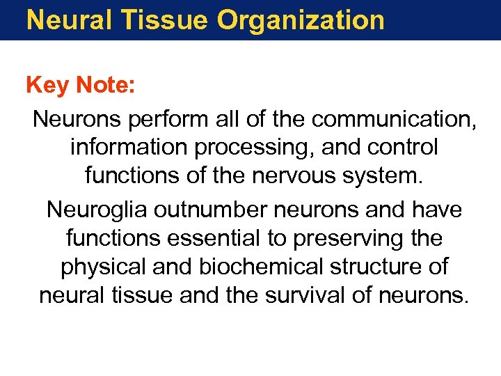 Neural Tissue Organization Key Note: Neurons perform all of the communication, information processing, and