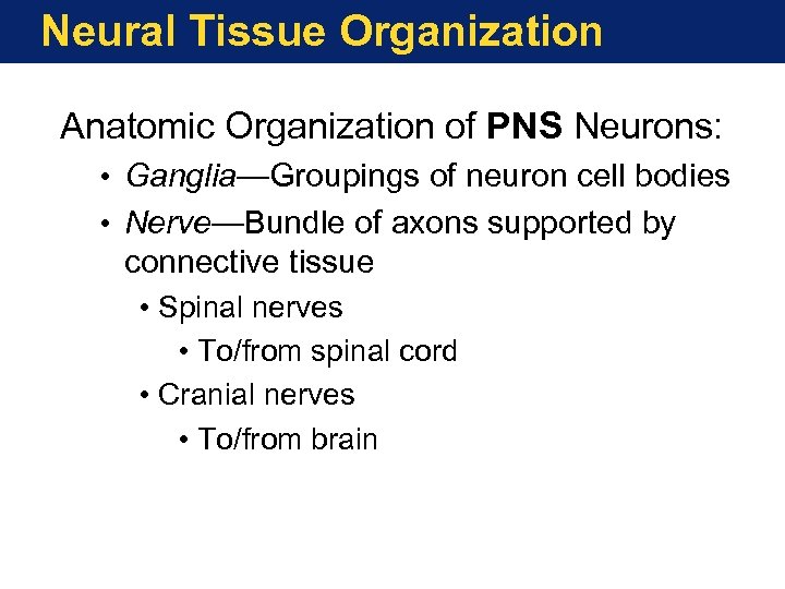 Neural Tissue Organization Anatomic Organization of PNS Neurons: • Ganglia—Groupings of neuron cell bodies