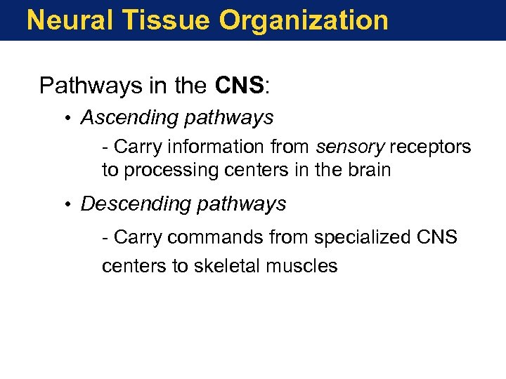 Neural Tissue Organization Pathways in the CNS: • Ascending pathways - Carry information from