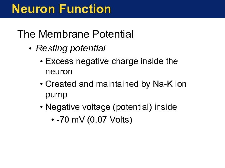 Neuron Function The Membrane Potential • Resting potential • Excess negative charge inside the
