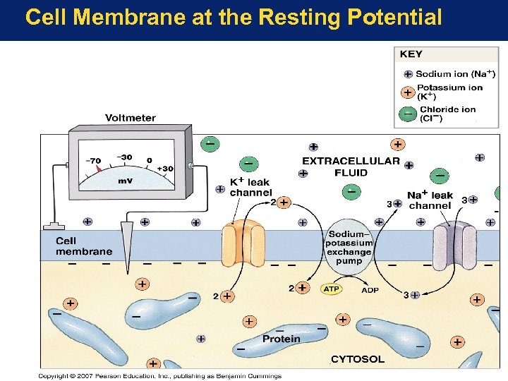Cell Membrane at the Resting Potential 