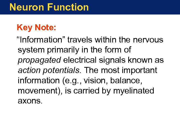 Neuron Function Key Note: “Information” travels within the nervous system primarily in the form