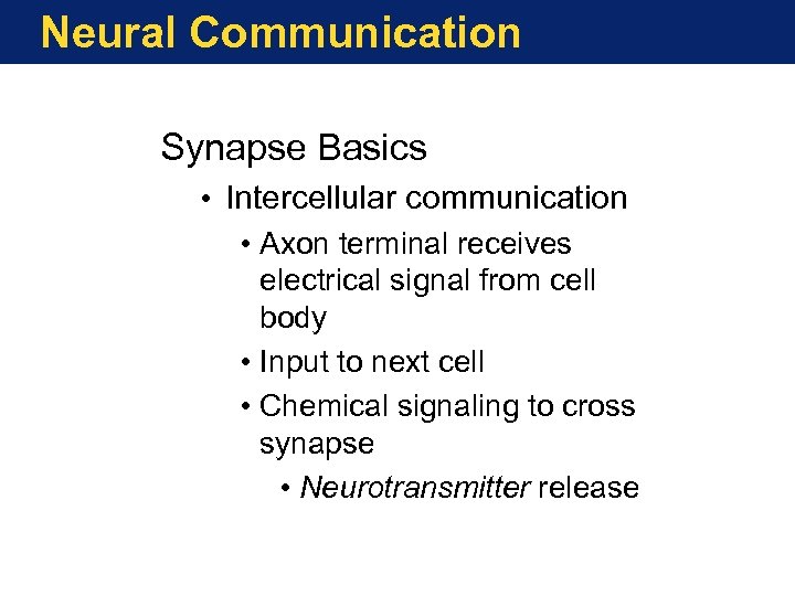 Neural Communication Synapse Basics • Intercellular communication • Axon terminal receives electrical signal from