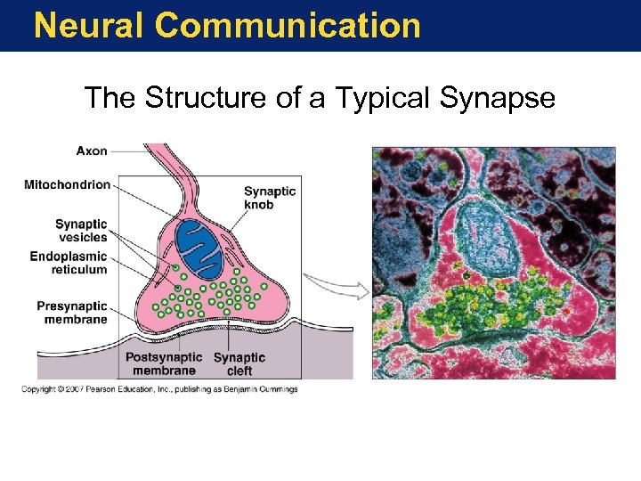Neural Communication The Structure of a Typical Synapse 