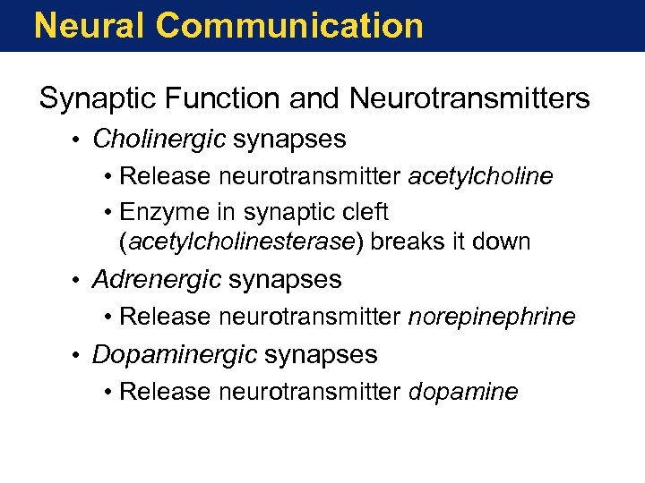 Neural Communication Synaptic Function and Neurotransmitters • Cholinergic synapses • Release neurotransmitter acetylcholine •