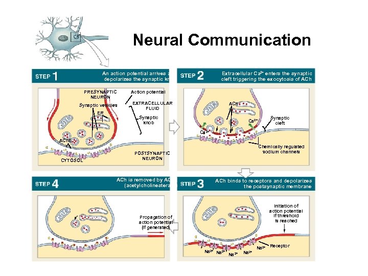 Neural Communication An action potential arrives and depolarizes the synaptic knob PRESYNAPTIC NEURON Synaptic