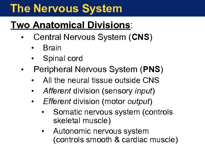 The Nervous System Two Anatomical Divisions: • Central Nervous System (CNS) • • •