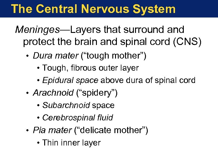 The Central Nervous System Meninges—Layers that surround and protect the brain and spinal cord