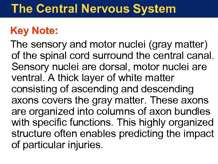 The Central Nervous System Key Note: The sensory and motor nuclei (gray matter) of