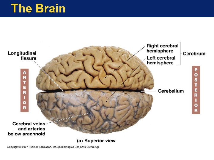 The Brain 