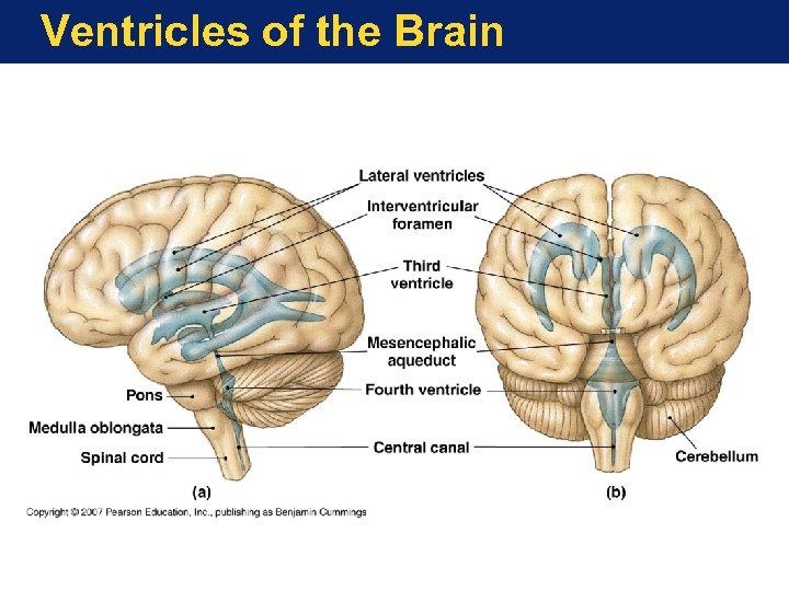 Ventricles of the Brain 