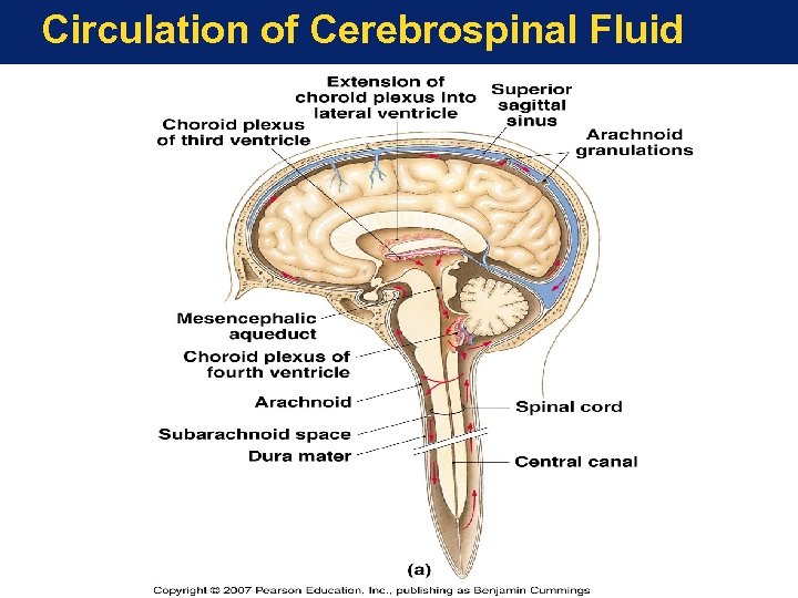 Circulation of Cerebrospinal Fluid 
