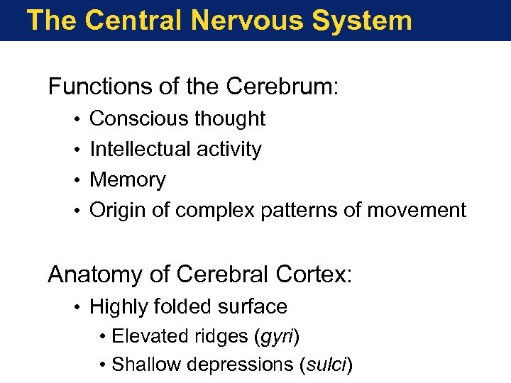 The Central Nervous System Functions of the Cerebrum: • • Conscious thought Intellectual activity