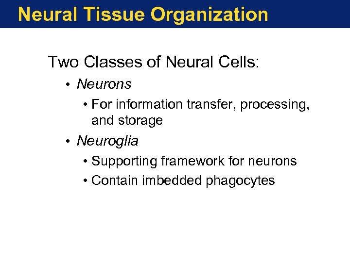 Neural Tissue Organization Two Classes of Neural Cells: • Neurons • For information transfer,