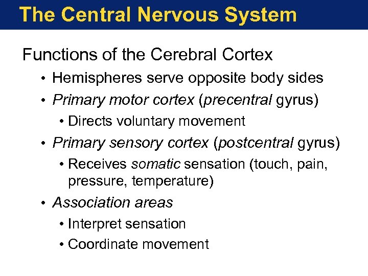 The Central Nervous System Functions of the Cerebral Cortex • Hemispheres serve opposite body