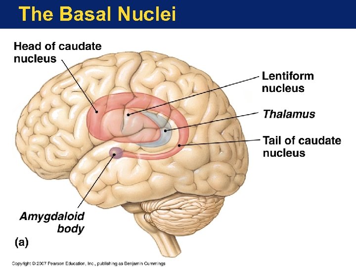 The Basal Nuclei 