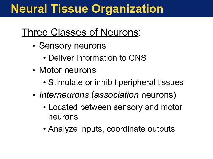 Neural Tissue Organization Three Classes of Neurons: • Sensory neurons • Deliver information to