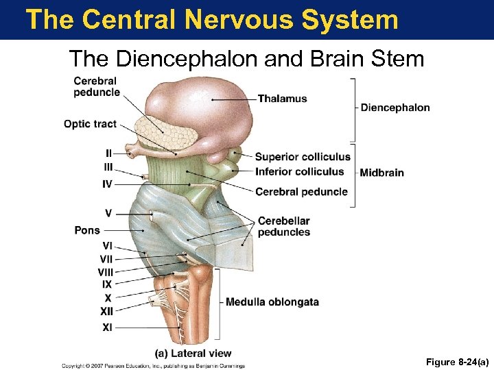The Central Nervous System The Diencephalon and Brain Stem Figure 8 -24(a) 