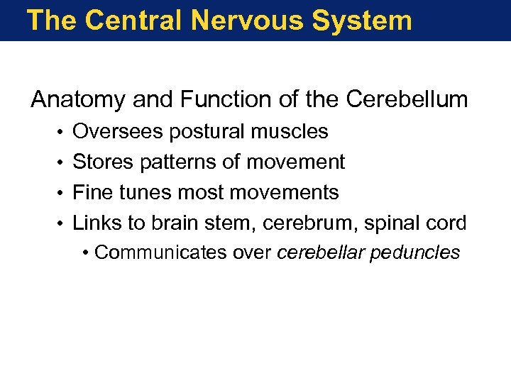 The Central Nervous System Anatomy and Function of the Cerebellum • • Oversees postural