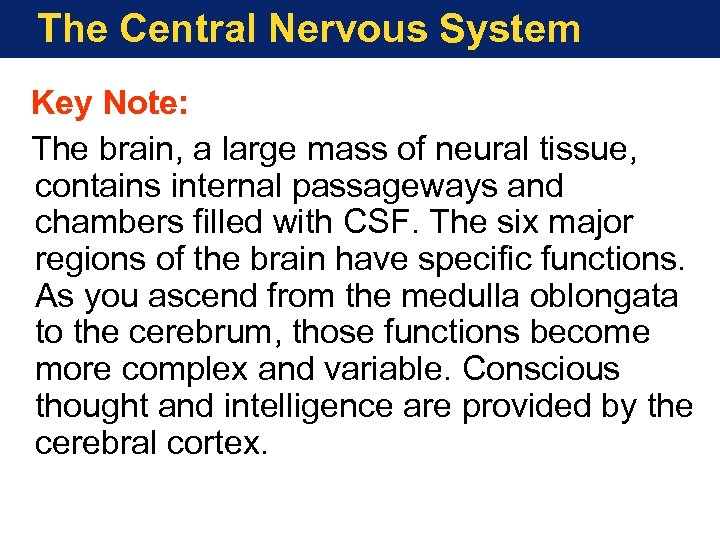 The Central Nervous System Key Note: The brain, a large mass of neural tissue,