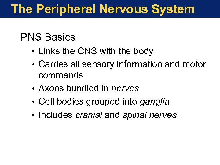 The Peripheral Nervous System PNS Basics • Links the CNS with the body •