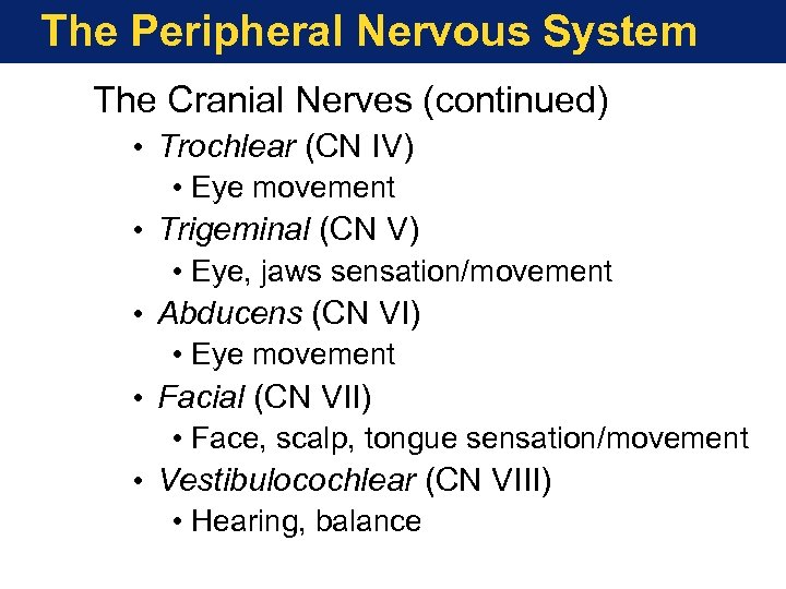 The Peripheral Nervous System The Cranial Nerves (continued) • Trochlear (CN IV) • Eye