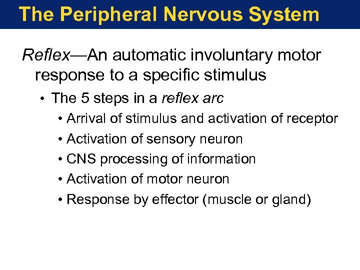 The Peripheral Nervous System Reflex—An automatic involuntary motor response to a specific stimulus •