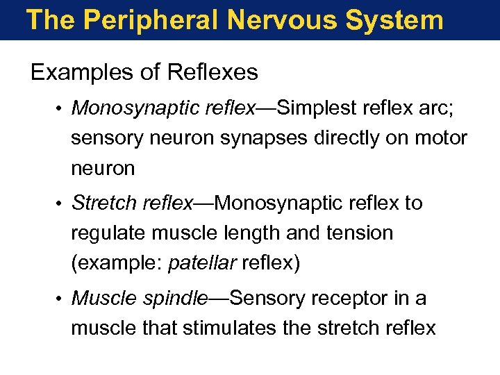 The Peripheral Nervous System Examples of Reflexes • Monosynaptic reflex—Simplest reflex arc; sensory neuron