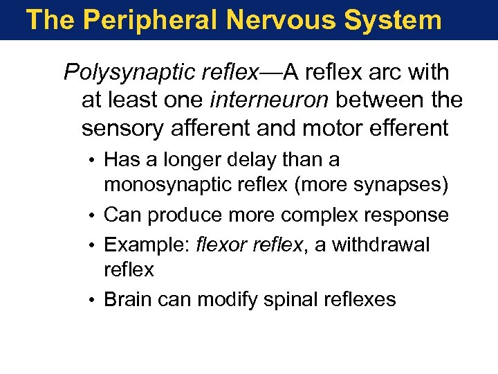 The Peripheral Nervous System Polysynaptic reflex—A reflex arc with at least one interneuron between