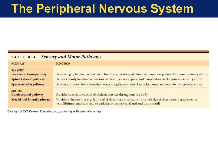 The Peripheral Nervous System 