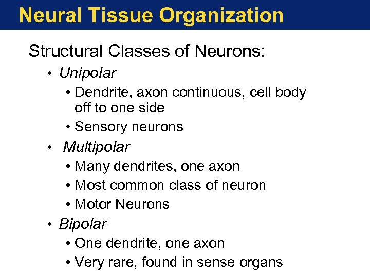Neural Tissue Organization Structural Classes of Neurons: • Unipolar • Dendrite, axon continuous, cell