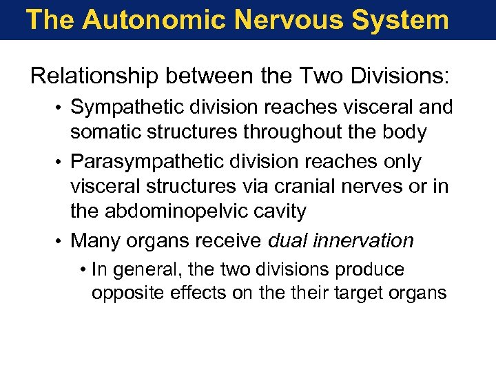 The Autonomic Nervous System Relationship between the Two Divisions: • Sympathetic division reaches visceral