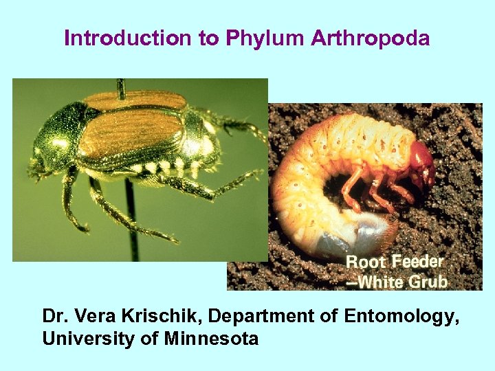 Introduction to Phylum Arthropoda Dr. Vera Krischik, Department of Entomology, University of Minnesota 