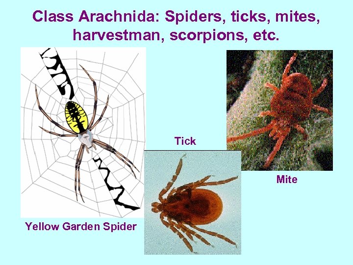 Class Arachnida: Spiders, ticks, mites, harvestman, scorpions, etc. Tick Mite Yellow Garden Spider 