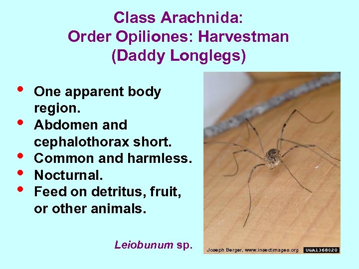 Class Arachnida: Order Opiliones: Harvestman (Daddy Longlegs) • • • One apparent body region.
