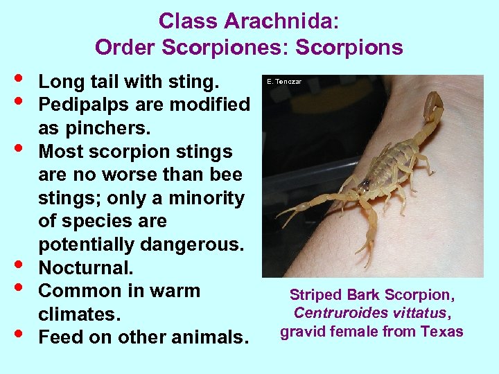 Class Arachnida: Order Scorpiones: Scorpions • • • Long tail with sting. Pedipalps are