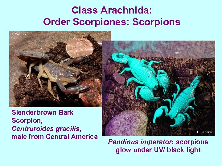Class Arachnida: Order Scorpiones: Scorpions E. Tenczar Slenderbrown Bark Scorpion, Centruroides gracilis, male from