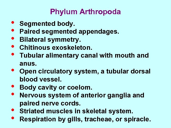 Phylum Arthropoda • • • Segmented body. Paired segmented appendages. Bilateral symmetry. Chitinous exoskeleton.