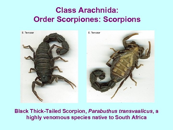 Class Arachnida: Order Scorpiones: Scorpions E. Tenczar Black Thick-Tailed Scorpion, Parabuthus transvaalicus, a highly