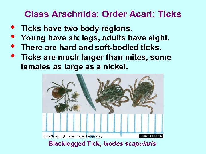 Class Arachnida: Order Acari: Ticks • • Ticks have two body regions. Young have
