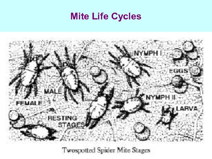 Mite Life Cycles 