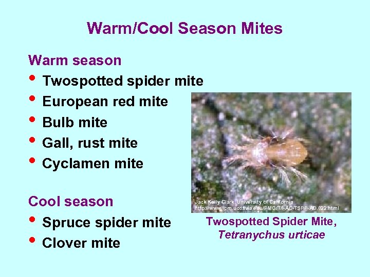 Warm/Cool Season Mites Warm season • Twospotted spider mite • European red mite •