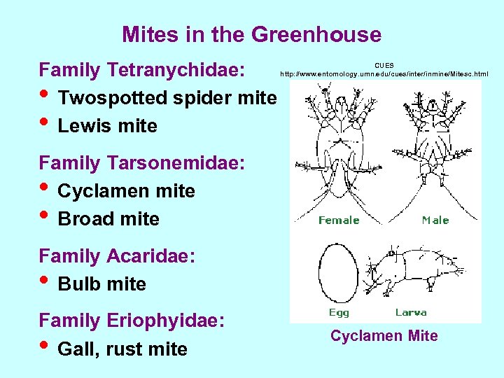 Mites in the Greenhouse Family Tetranychidae: • Twospotted spider mite • Lewis mite CUES