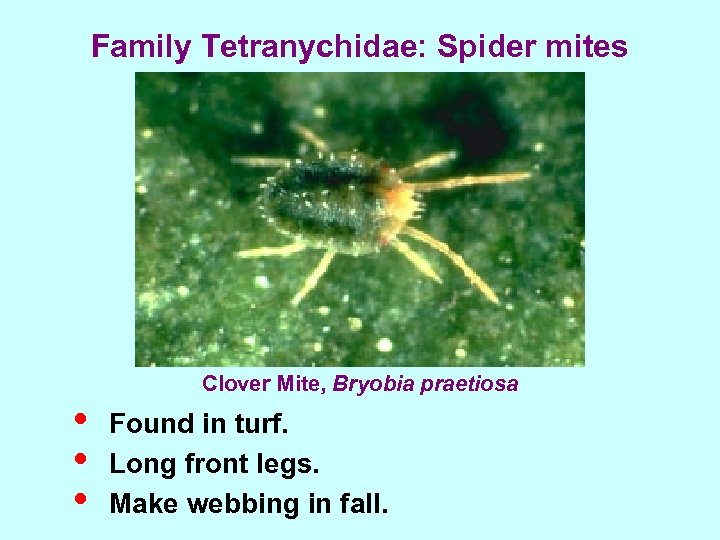 Family Tetranychidae: Spider mites • • • Clover Mite, Bryobia praetiosa Found in turf.